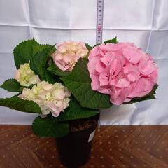 ピンク アジサイ ピンクセンセーション　鉢花 約33cmの画像