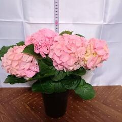 ピンク アジサイ ピンクセンセーション　鉢花 約25cmの画像