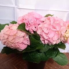 ピンク アジサイ ピンクセンセーション　鉢花 約25cmの画像