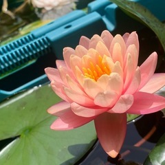 耐寒性睡蓮 オレンジサンセット 苗