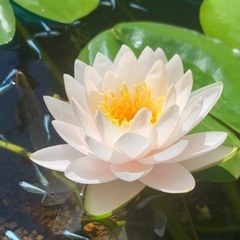 耐寒性睡蓮 ラッタナウボン 子株