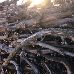 ぶどうの木の画像