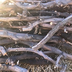 ぶどうの木の画像