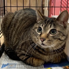 ☆人懐っこいキジトラ　男の子☆ - 猫