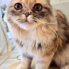 🆘多頭飼育崩壊緊急保護‼️🐈４月６日(日)すみれペットクリ…