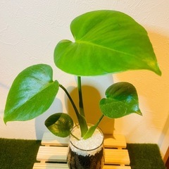 モンステラ　観葉植物　ハイドロカルチャー②の画像