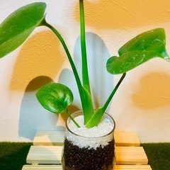 モンステラ　観葉植物　ハイドロカルチャー②の画像
