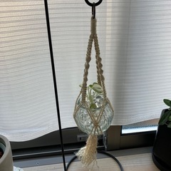 観葉植物　ポトス