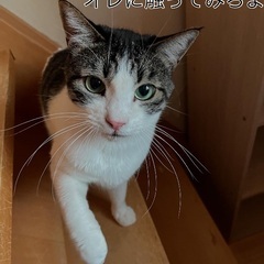 6/22(日)譲渡会⭐️人馴れさせてね中級者むけ猫ブン♂キジ白グリーンアイ預かりボラでも - 猫