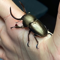カブトムシ・クワガタムシで繋がる会