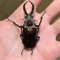 カブトムシ・クワガタムシで繋がる会 - 府中市