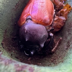 カブトムシ・クワガタムシで繋がる会 - メンバー募集