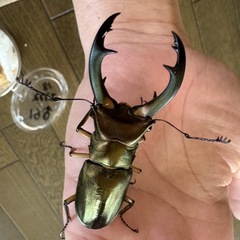 カブトムシ・クワガタムシで繋がる会 − 東京都