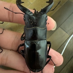 カブトムシ・クワガタムシで繋がる会 - 友達