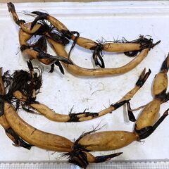 大賀蓮 ハスの蓮根（苗）の画像