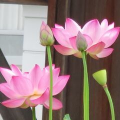大賀蓮 ハスの蓮根（苗）の画像