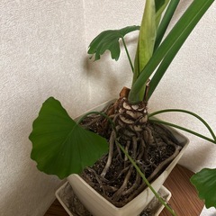 ⭐️観葉植物⭐️フィロデンドロンセローム の画像