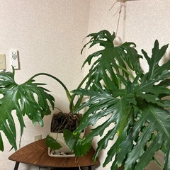 ⭐️観葉植物⭐️フィロデンドロンセローム の画像