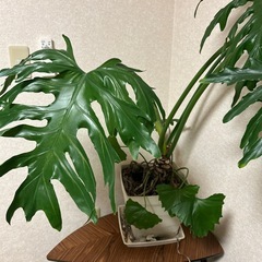 ⭐️観葉植物⭐️フィロデンドロンセローム の画像