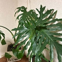 ⭐️観葉植物⭐️フィロデンドロンセローム の画像