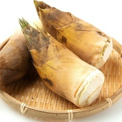 筍(１)
