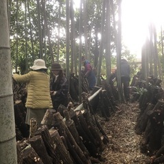 筍堀会＆椎茸狩り一日体験会 - イベント