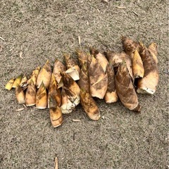 筍堀会＆椎茸狩り一日体験会 - 熊本市