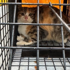 里親募集　三毛猫　4ヶ月