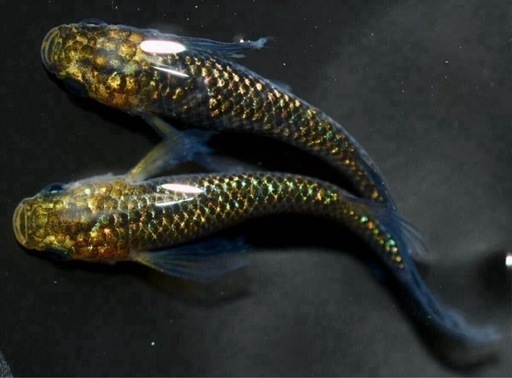 うなとろふぁ〜む様の水色桔梗 定価でのお譲り うなとろふぁ〜む様の水色桔梗 定価でのお譲り