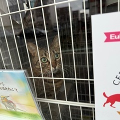 キジトラ メス  保護猫