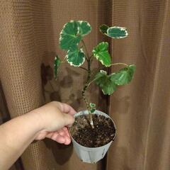 ポリシャス 観葉植物