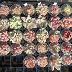ネオゲです　ひこねエコマーケット　夢畑　に出店します。　多肉植物