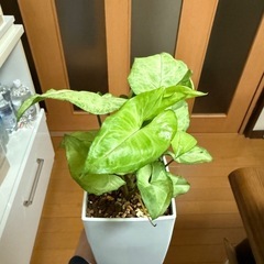 シンゴニウム