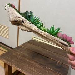 流木が土台の多肉植物　フェイクグリーンの画像
