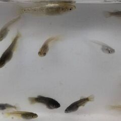（決まりました）橙×五式ブラックダイヤキッシングワイドフィン　写真に写っているメダカ全部の画像