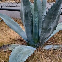 アガベ　ユッカ　植物　観葉植物の画像