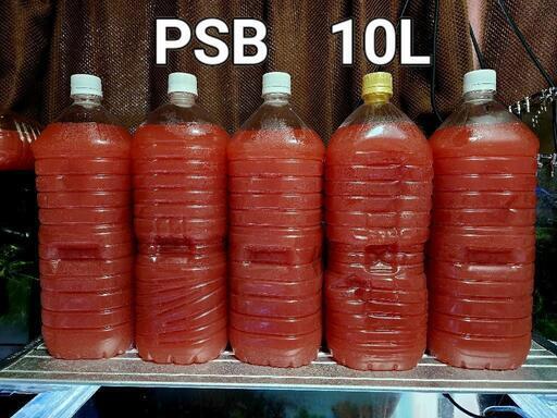 No.16【10L】　光合成細菌　PSB　かなり良い出来上がりです　自信　有りますよ　自家栽培してますから　安く出品しました