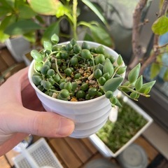 グリーンネックレスの画像