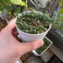 グリーンネックレスの画像