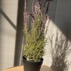 IKEA イケア　フェイクグリーン　ラベンダーの画像
