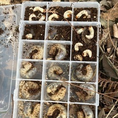 【もうすぐ成虫！】国産カブトムシ幼虫何匹でも！