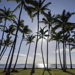 Tahitian dance and Hula の画像