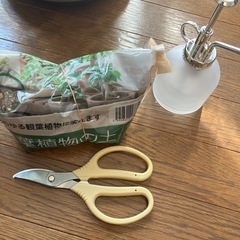 パキラ　土　ハサミ　霧吹きの画像