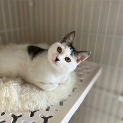 短いしっぽがぴこぴこの白ブチちゃん