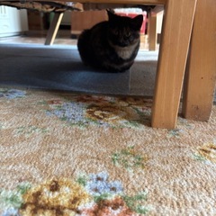 子猫