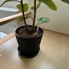 パキラ　観葉植物の画像