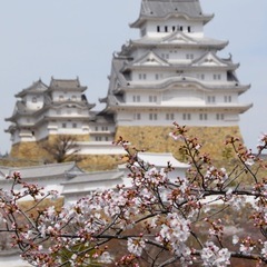 全国錦鯉品評会 - 姫路市