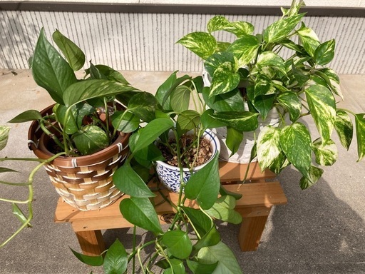 観葉植物：ポトス、ヘデラ