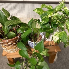 観葉植物：ポトス、ヘデラ