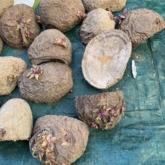 キタアカリ　種芋　じゃがいも　全部の画像